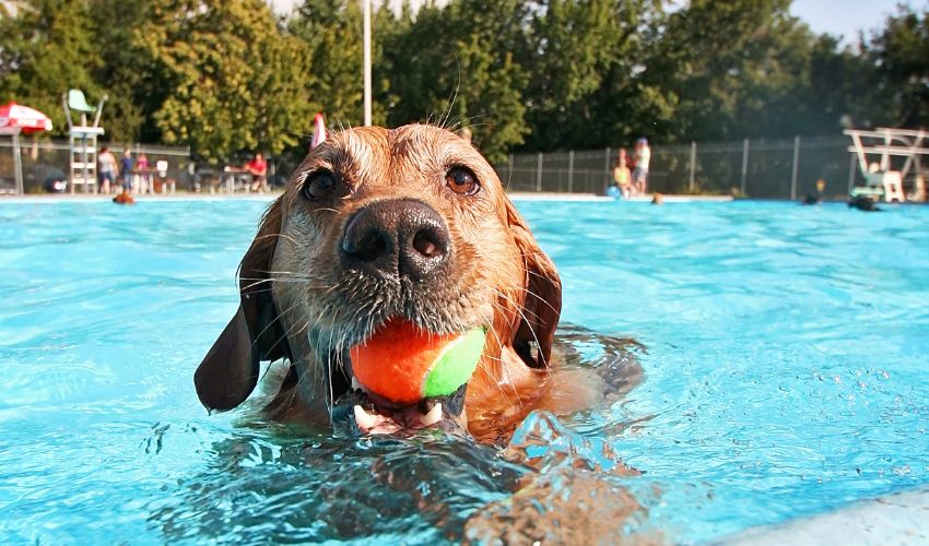 Ultimate Guide to Caring for Your Basset Fauve de Bretagne: Expert Diet and Nutrition Tips