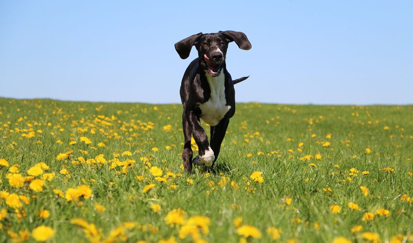 Protect Your Basset Fauve de Bretagne: Understanding Health Risks and Prevention Strategies