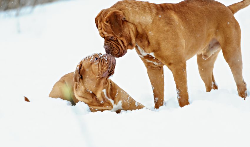 Uncover the Historical past of the Basset Fauve de Bretagne: A Uncommon and Distinctive Breed